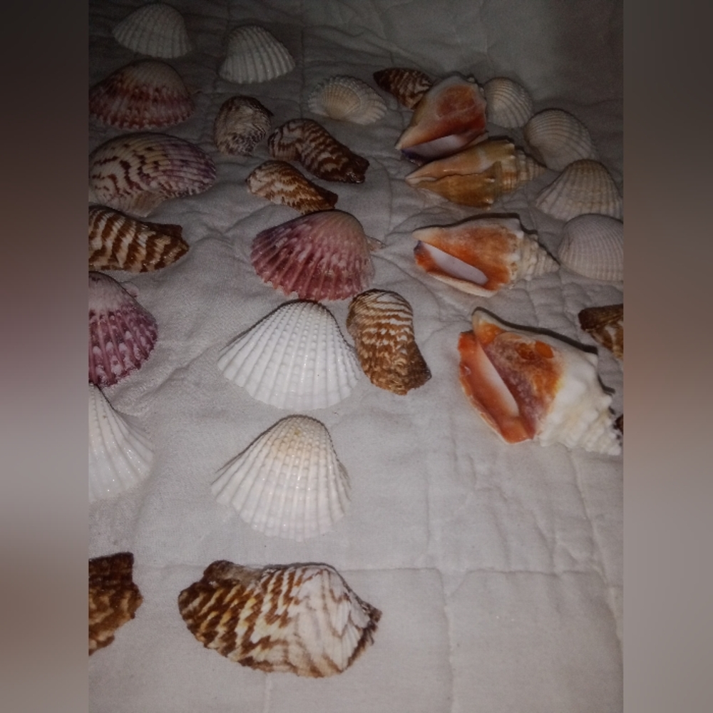 Sea Shells Mini Conchs Crafting Lot of 34 - Picture 4 of 6